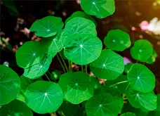 Centella Asiática